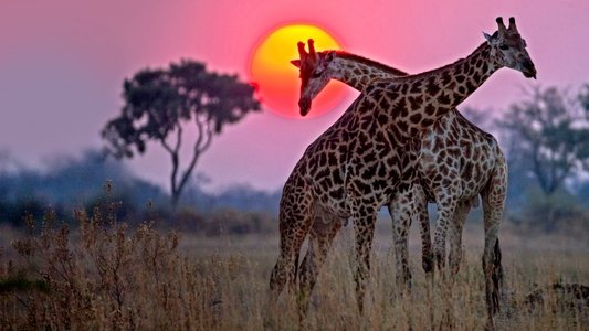 Okavango: River of Dreams - Director's Cut
