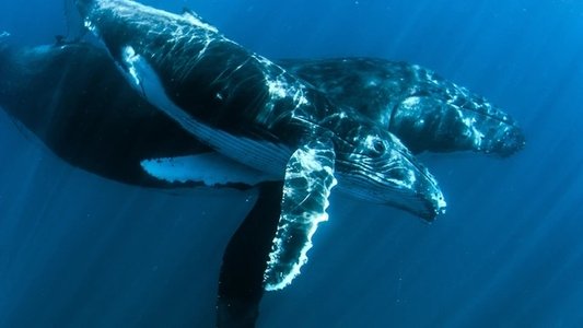 Ningaloo Nyinggulu