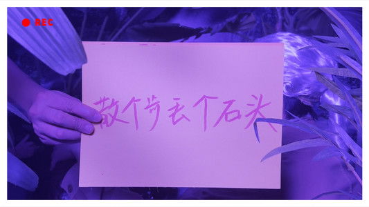 一拍脑袋一个梦