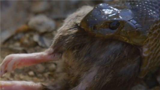 Snake Island: Wild & Deadly
