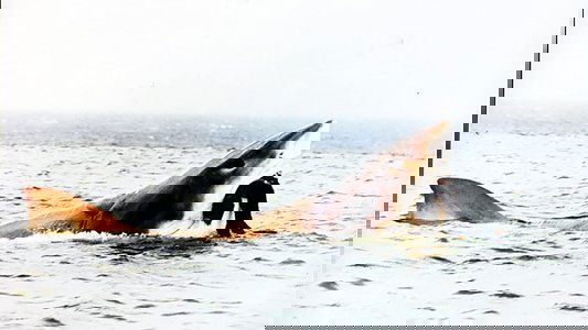 Cruel Jaws