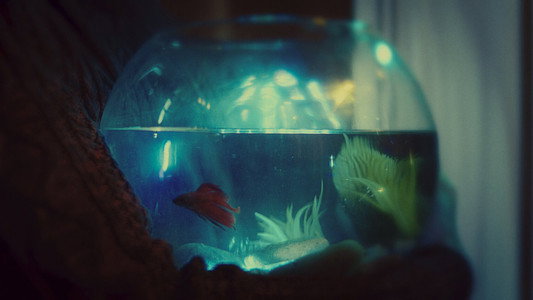 Betta