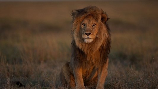 Lion Kingdom