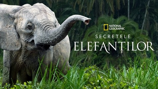 Secrets of the Elephants