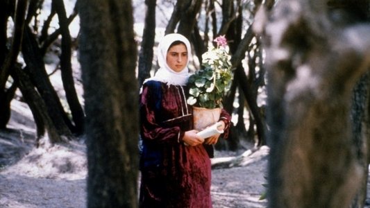 زیر درختان زیتون