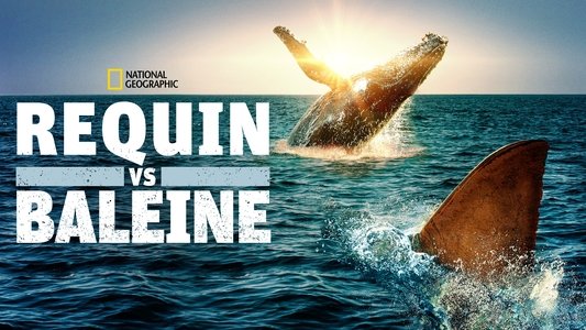 Shark Vs. Whale