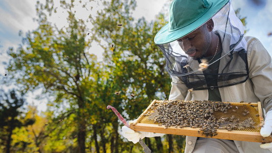 Secrets of the Bees