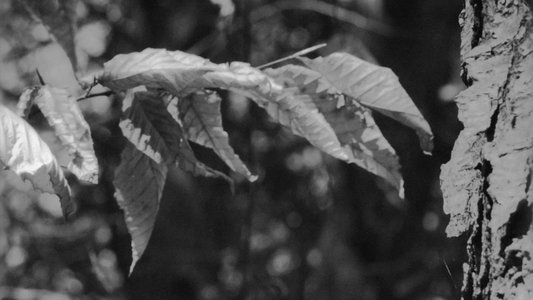 Cold Days From the Treetops