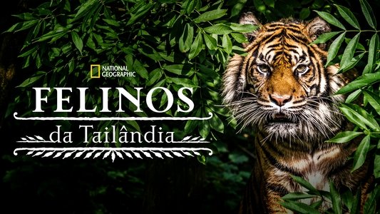 Thailand's Wild Cats