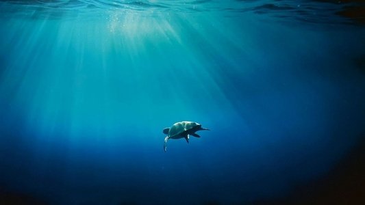 Méditerranée: L'odyssée pour la vie