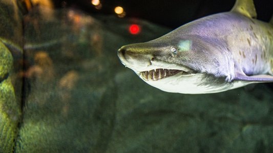 Cannibal Sharks