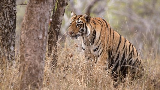 Tigress Blood