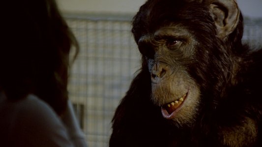 Amazing Ape
