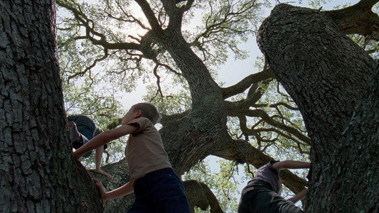 The Tree of Life
