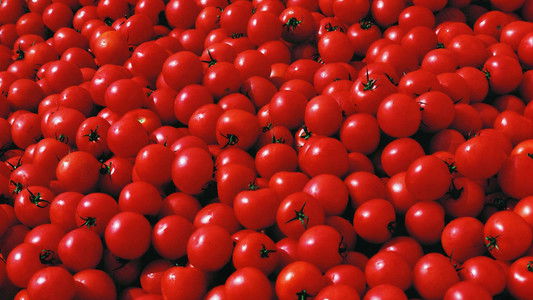 The Action Art of Hermann Nitsch from Past to Present