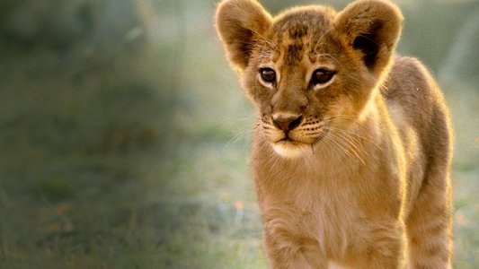 Africa's Hunters