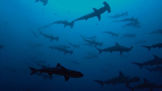 Sharkwater Extinction