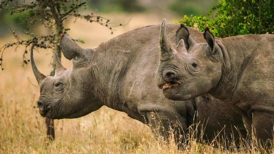 Secret Safari: Into the Wild