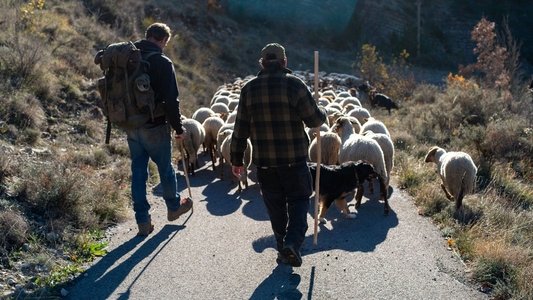 Vivre avec les loups