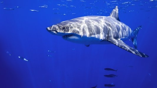 When Sharks Attack 360