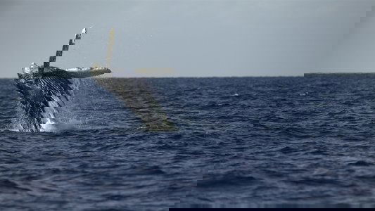 Secrets of the Whales