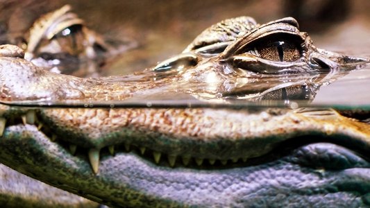 Crocodiles Revealed
