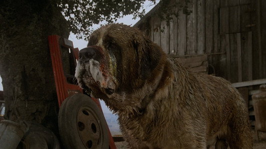 Cujo