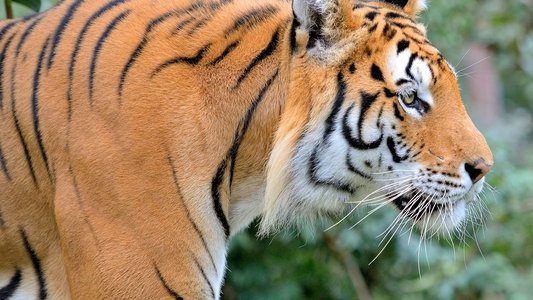 Tigre de Sibérie, seigneur sans frontières