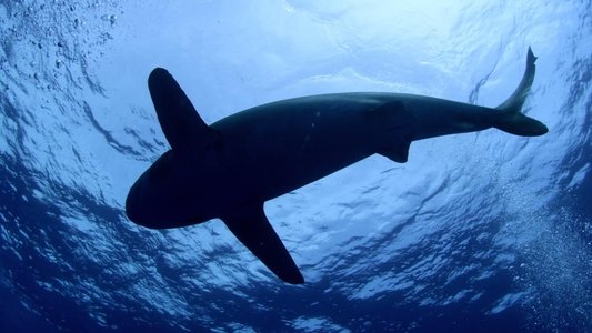 Shark Dive
