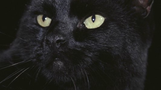 Black Cat: Gatto nero