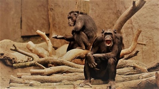 Human By Chance?