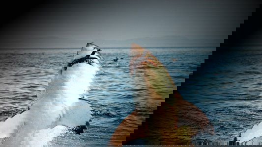 When Sharks Attack