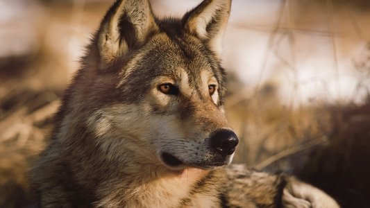 Le Plus Beau Pays du monde : Le Sanctuaire