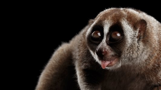 Asia's Weirdest