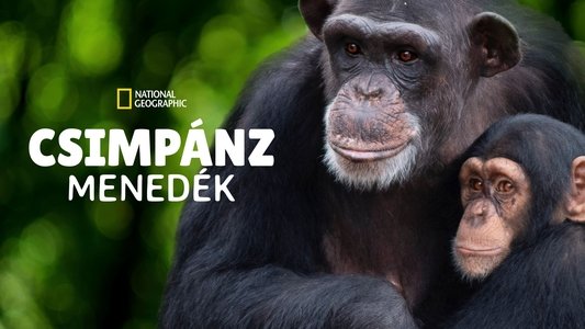 Meet the Chimps
