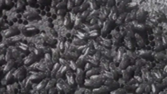 Wax, or The Discovery of Television Among the Bees