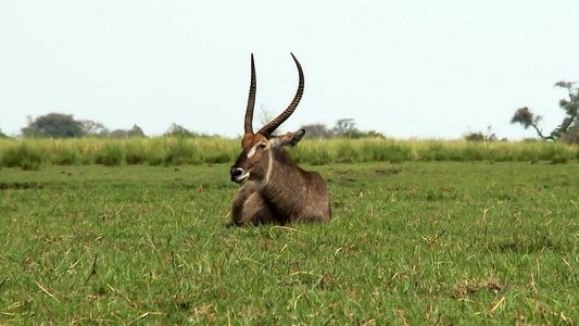 Africká abeceda