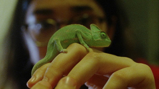 Softshell