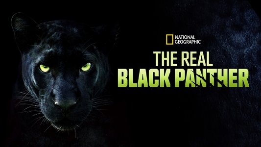 The Real Black Panther