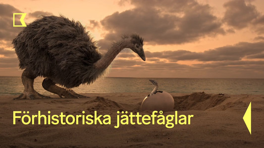 Le mystère des oiseaux géants