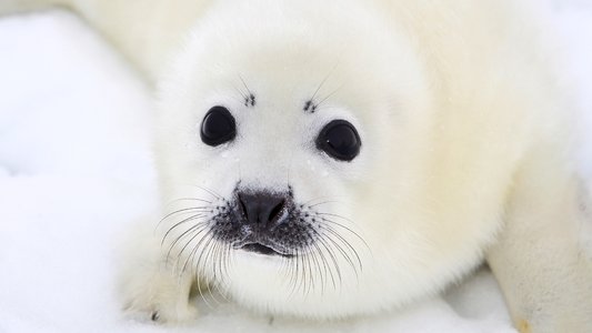 Animal Babies