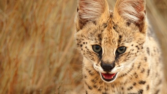 Wild Little Cats