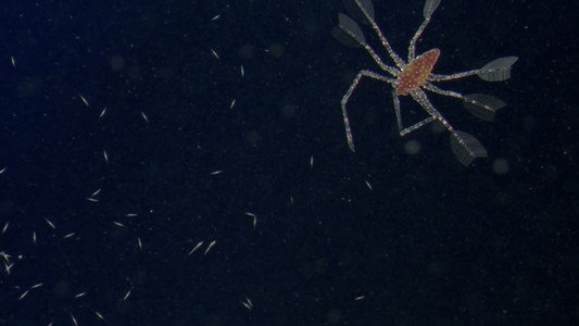 Plankton