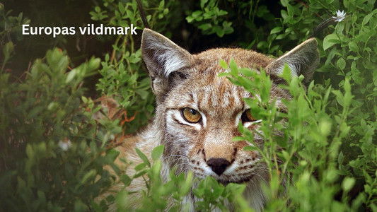 Europe's Great Wilderness