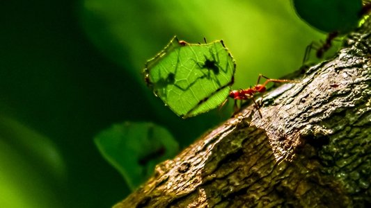 Wild Peru: Andes Battleground