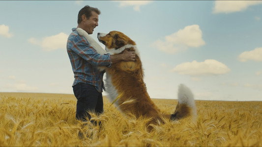 A Dog's Journey