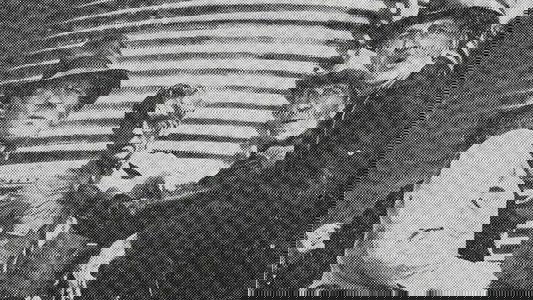 Jeep-Herders