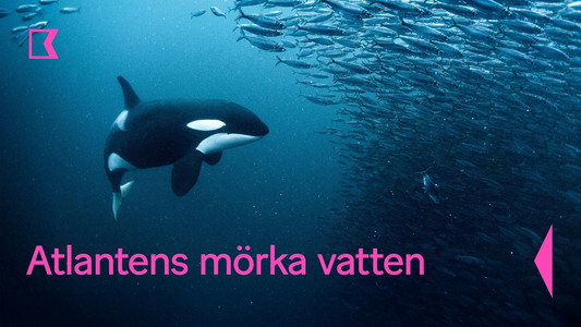 North Atlantic: The Dark Ocean