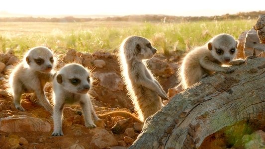 Clan of the Meerkat