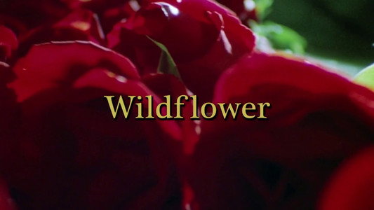 Wildflower